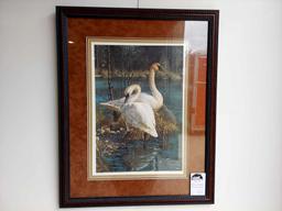 Framed White Elegance-Trumpeter Swans by Carl Brenders