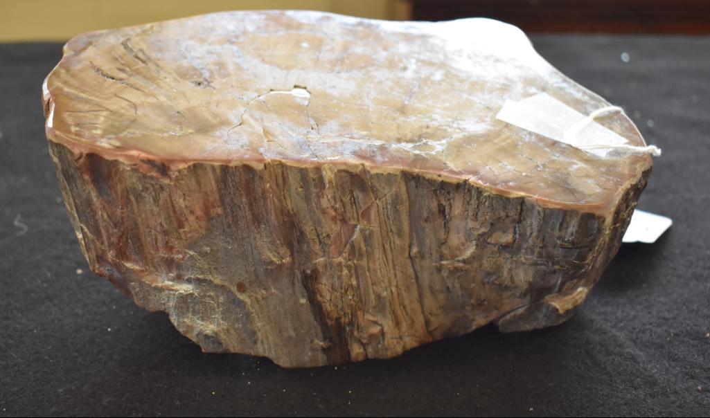 Large Specimen of Polished Petrified Wood