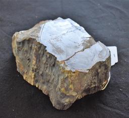 Large Specimen of Polished Petrified Wood