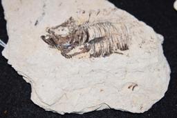 Fossilized Fish Specimans