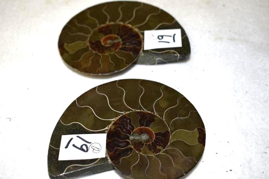 Sliced Ammonite Fossil 2 Matched Halves Polished 3.5 in x 3 in