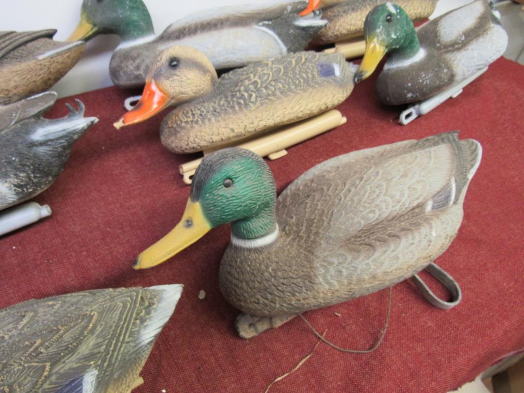 8 Mallard Duck Decoys, Previously used