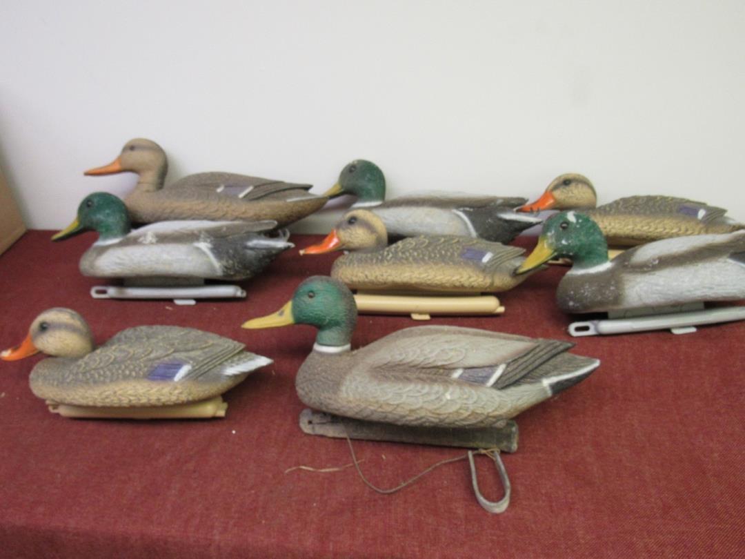 8 Mallard Duck Decoys, Previously used