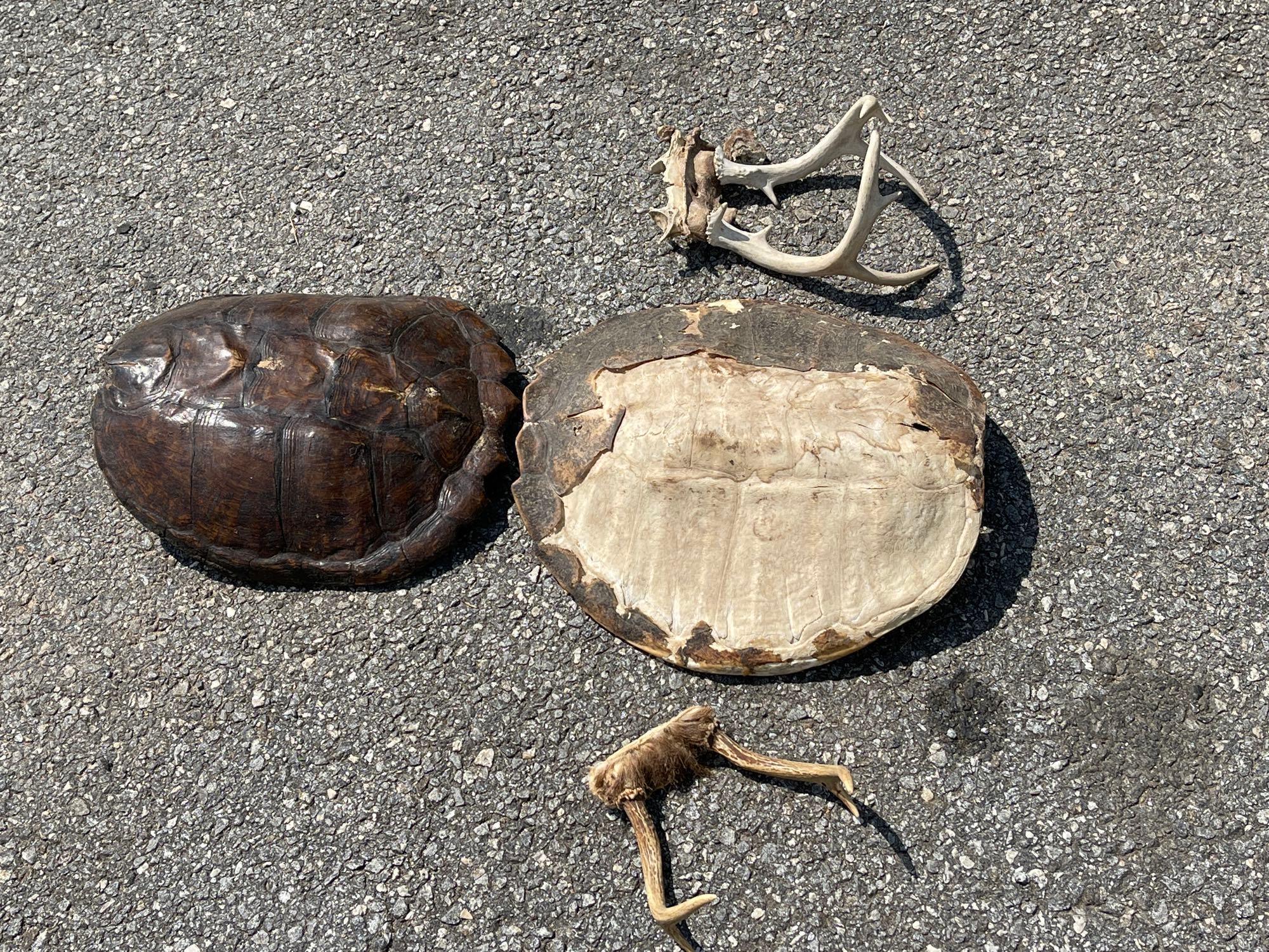 (2) Turtle Shells (2) Sets of Antlers