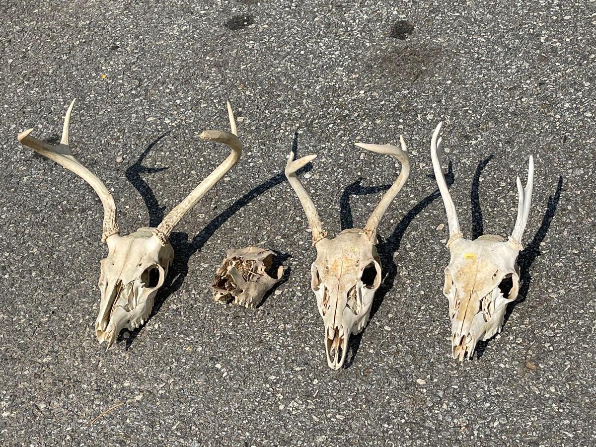 Deer Skulls