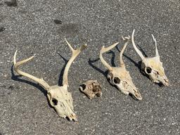 Deer Skulls