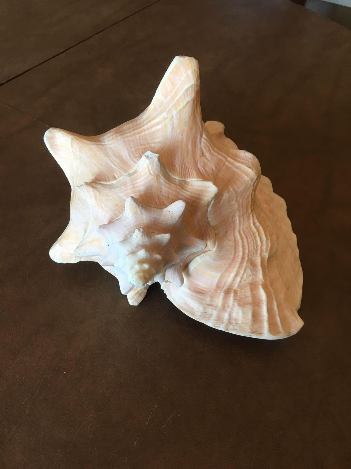 Conch Shell