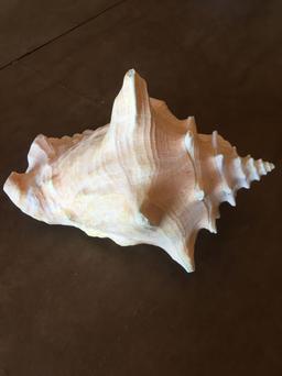 Conch Shell