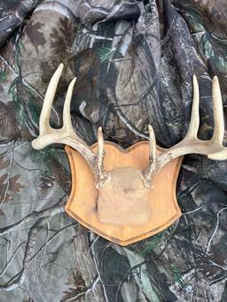 deer antlers on plaque