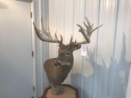 Whitetail shoulder Mount on pedestal