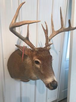 14 pt Whitetail Mount