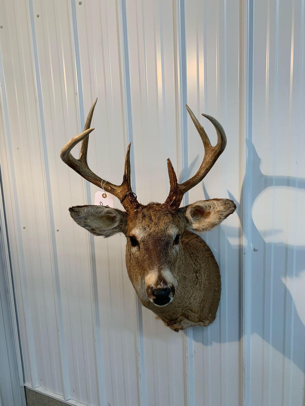 Whitetail shoulder mount