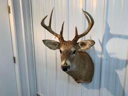 Whitetail shoulder mount