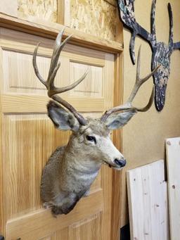 Mule deer