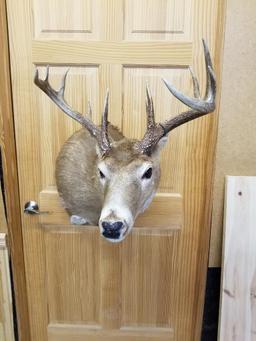 Whitetail