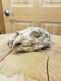 Bear skull