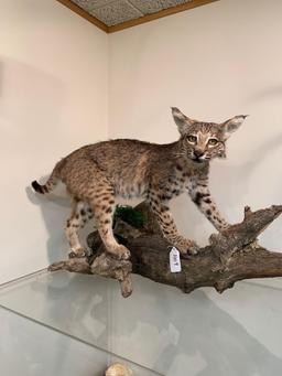 Bobcat