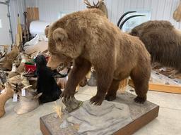 Life-size Alaskan brown bear