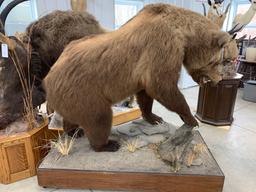 Life-size Alaskan brown bear