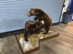 Yukon blackbear and Yukon Mountain grizzly bear