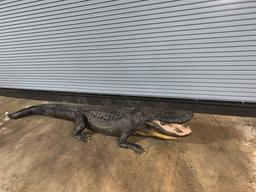 Louisiana 11 foot plus long alligator