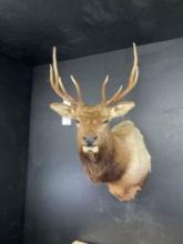 Taxidermy Elk Shoulder Mount