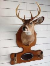 Beautiful 8 Point Whitetail on Mirror Wall Plaque