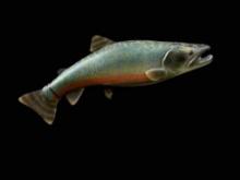 New in Box Repro Brook Trout 29 1/2 inches long very Nice taxidermy