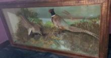 Antique diorama of courting Ring-necked Pheasant pair. 52 inch L x 26 Inch H x 15 Inch D Very nice