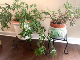 Plant, stand, and Jardiniere lot.