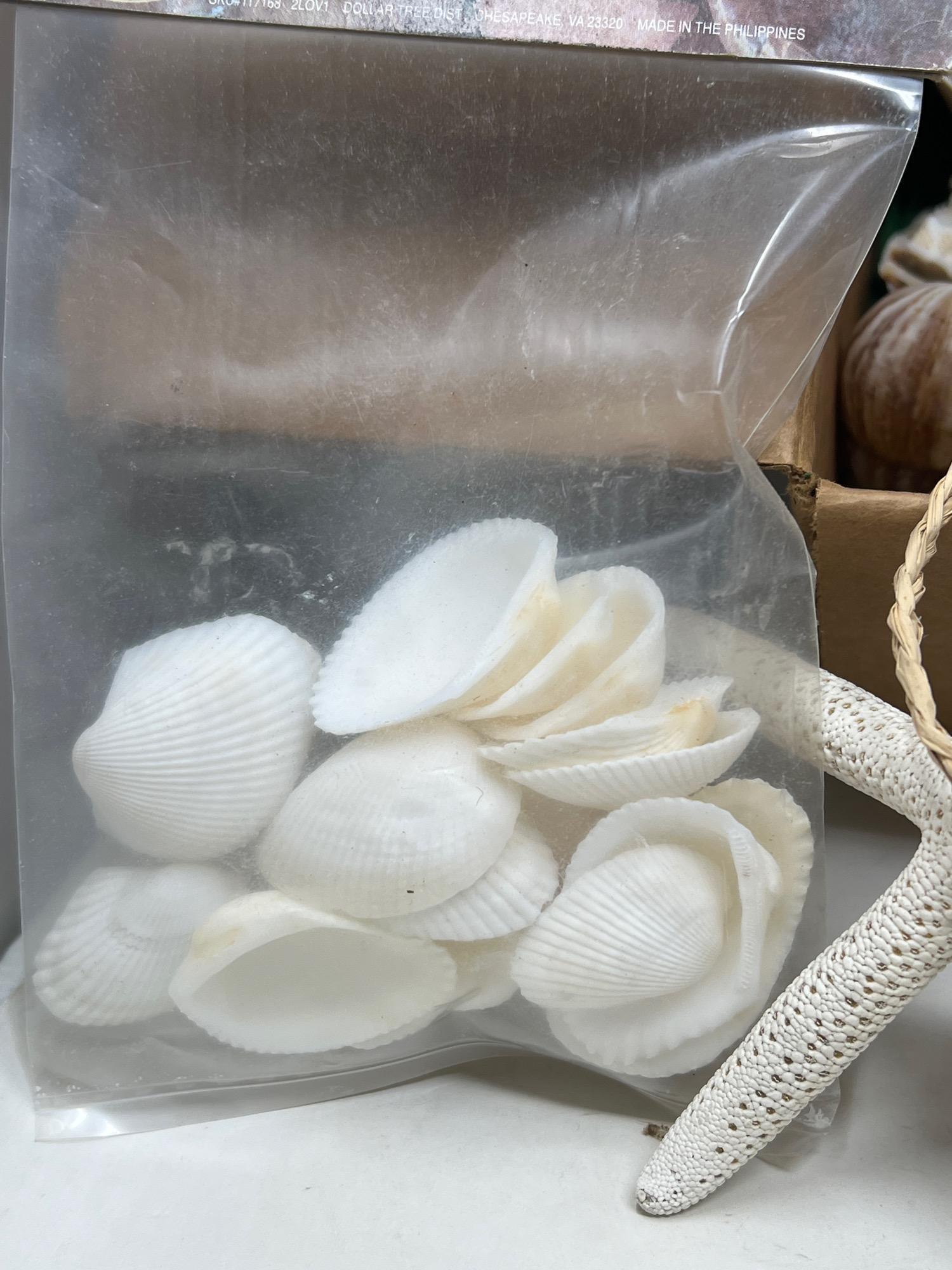 Large Grouping of Seashells, Sand Dollars, Starfish