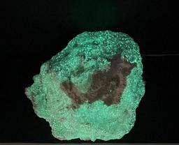 Agatized Corral Fossil, Naturally Phosphorescent, glows in dark