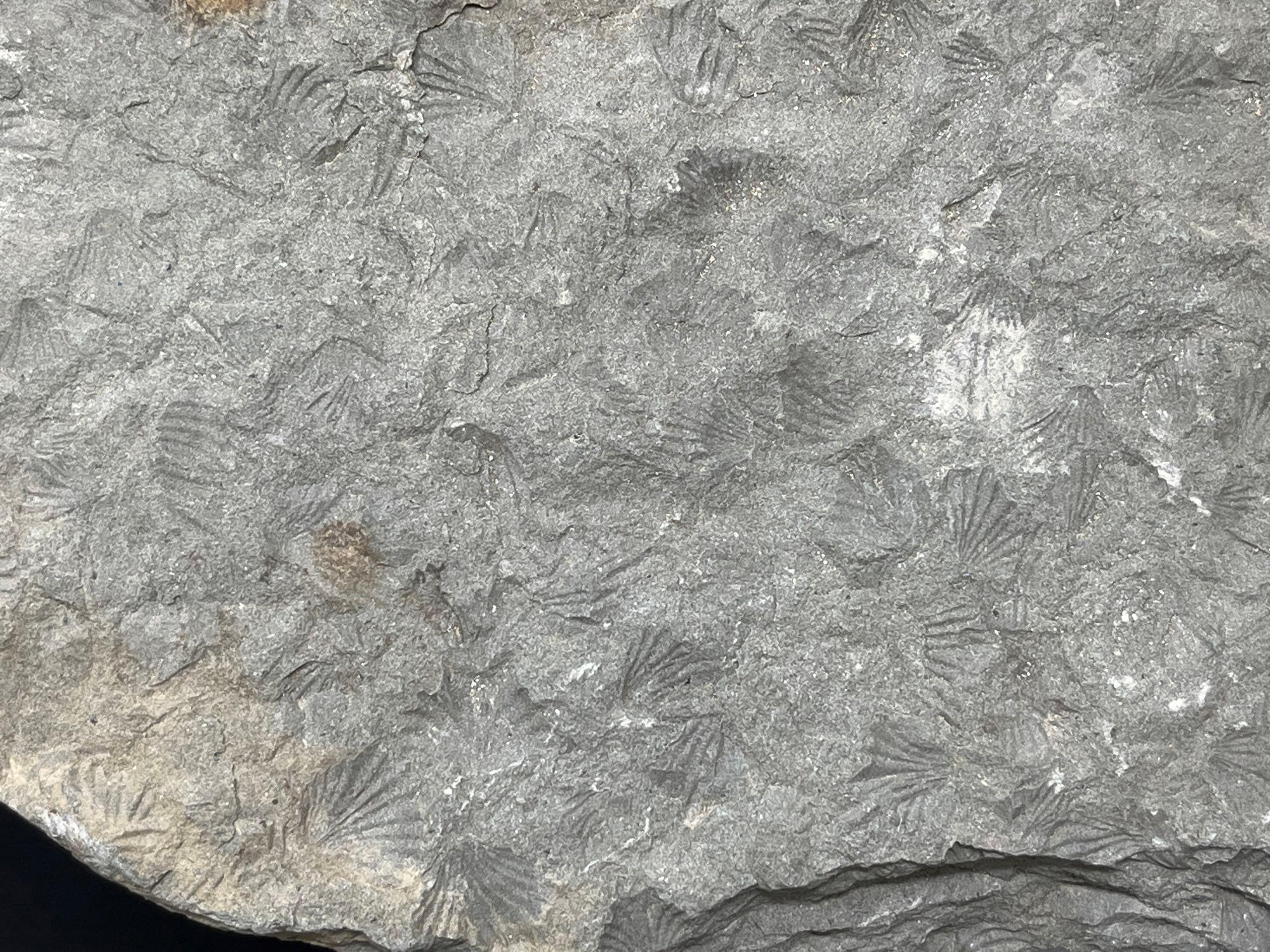 Unknown Fossils in Rock