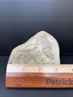 Bryozoan Fenestella Fossil Rock