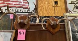 PAIR OF HORN MOUNTS