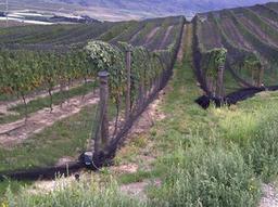 14'x3000' 1/2" Square Vineyard Bird Drape Netting