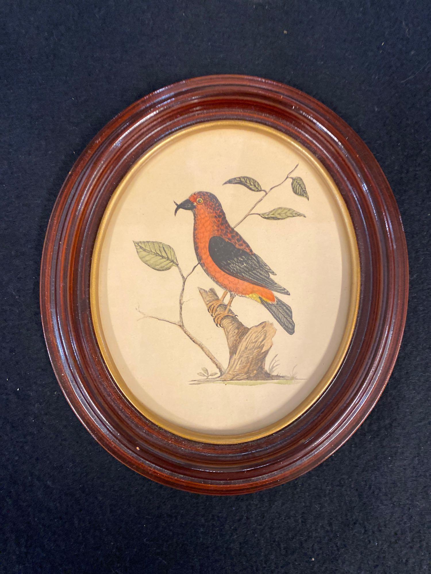 (3) Framed Oval Bird Prints 8" x 7"