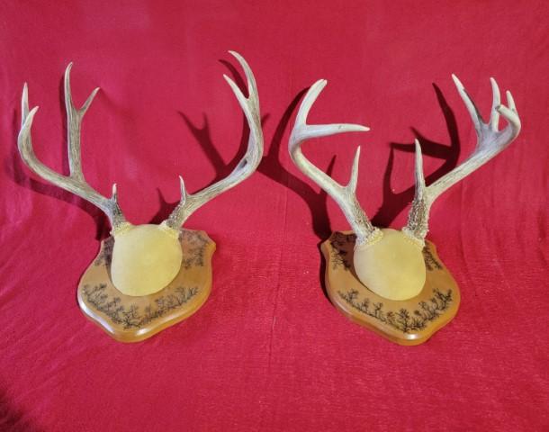 2 9-Point Antler Mounts