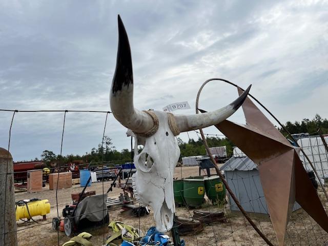 Cattle  Skull Decor