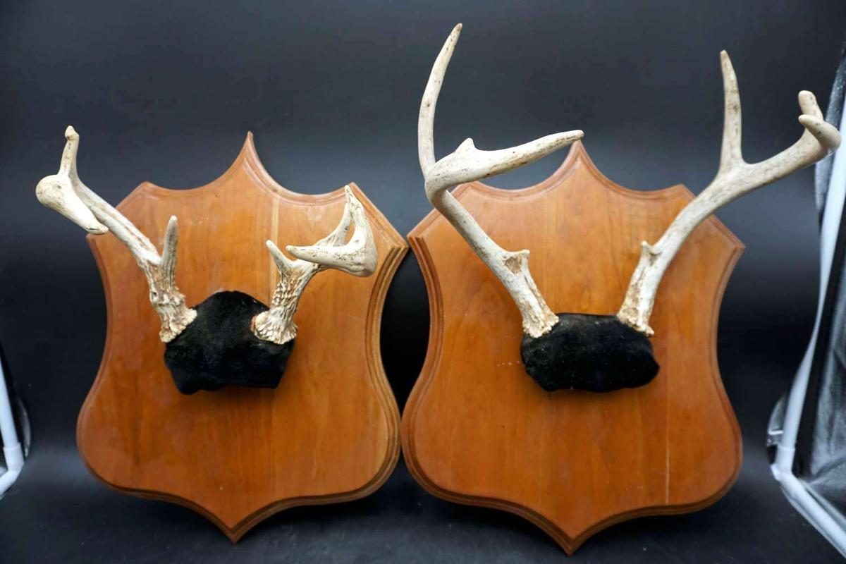 Lot of 2 display horns