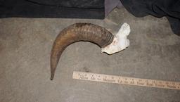 Ram Horn W/ Small Bit Of Skull