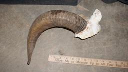 Ram Horn W/ Small Bit Of Skull