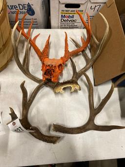 10 Point Buck Skull & Antlers