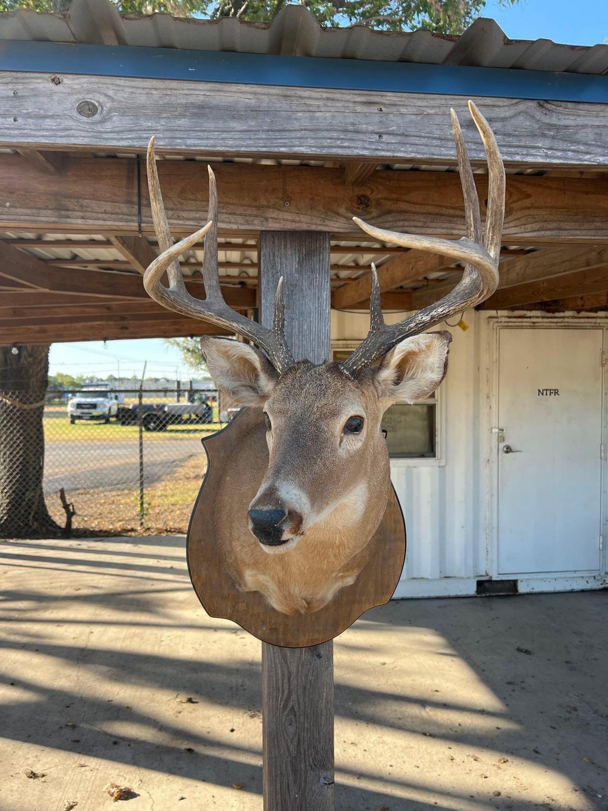 Deer Head Mount