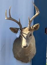 8-point Deer Mount