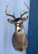 8-point Deer Mount