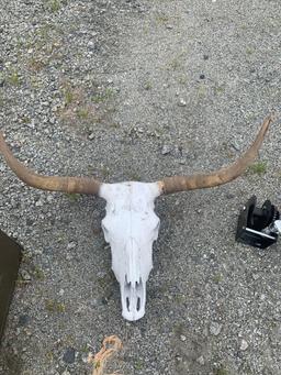 BULL SKULL DECOR