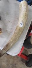 Cow Horn