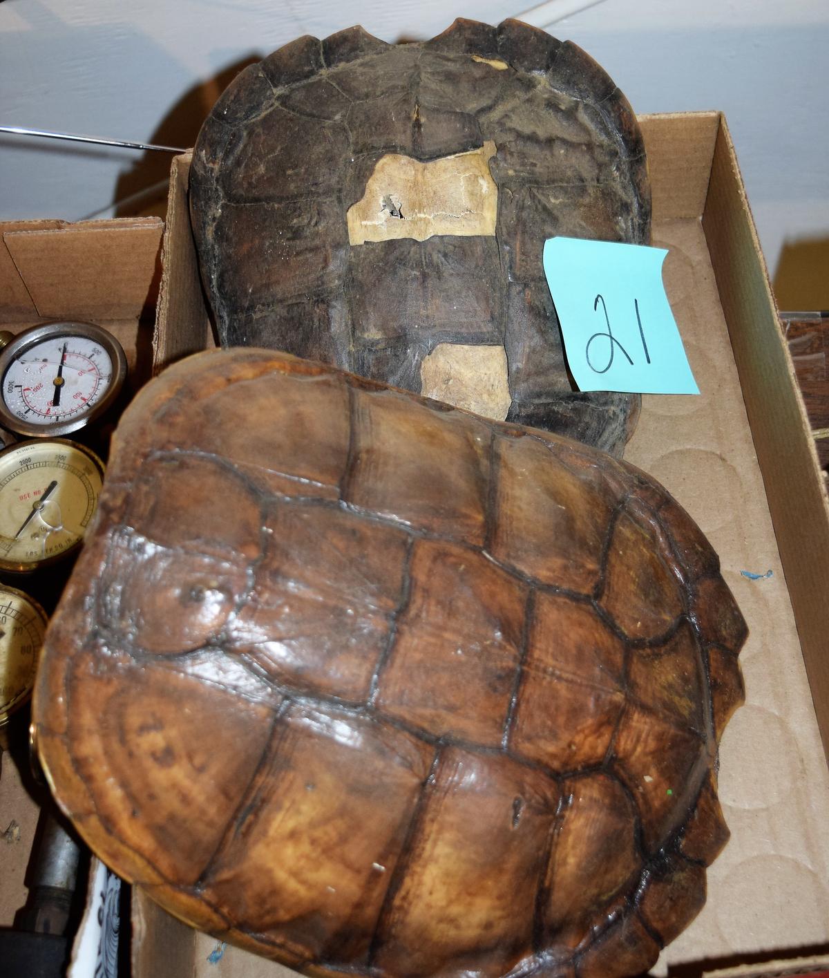 TORTOISE SHELLS