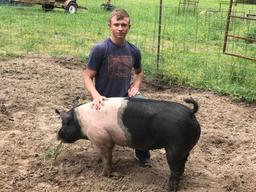 Hog - Wacey Moore Jr. - Lovelady FFA